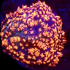 WYSIWYG Ultra Rhodactis Mushroom A49