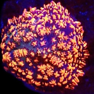 WYSIWYG Ultra Rhodactis Mushroom A46