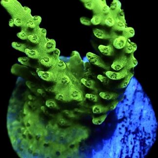 WYSIWYG 21E Green Slimer Acropora Frag