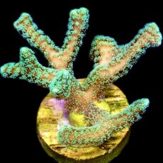 WYSIWYG M27 Fibre Optic Seriatopora Frag