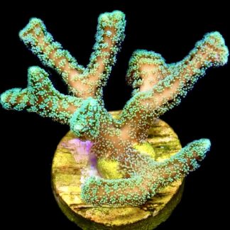 WYSIWYG M27 Fibre Optic Seriatopora Frag