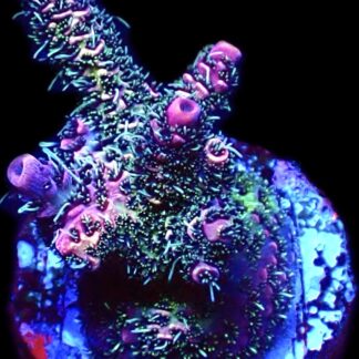 WYSIWYG 26C Rainbow Millepora Frag