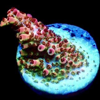 WYSIWYG 24F Bill Murray Acropora Frag
