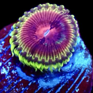 WYSIWY 32C Pirates Blood Zoanthid Frag