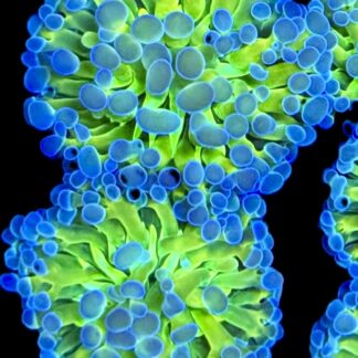 Neon Stripe Bicolour Branching Frammer