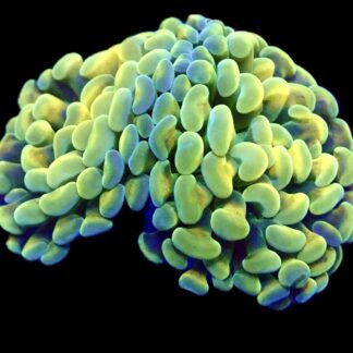 Holy Grail Branching Hammer Single