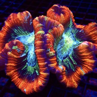 WYSIWYG Master Grade Rainbow Trachyphyllia XXL (2)