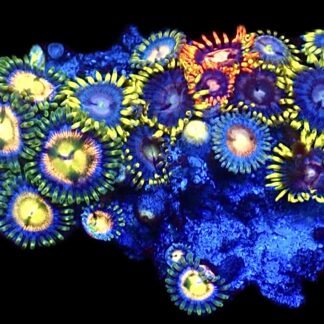 WYSIWYG  Zoanthid Frag C86