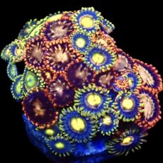 WYSIWYG Zoanthid Frag C87