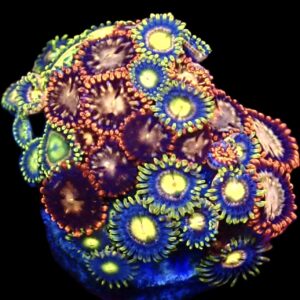 WYSIWYG  Zoanthid Frag C87