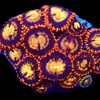WYSIWYG  Zoanthid Frag C88