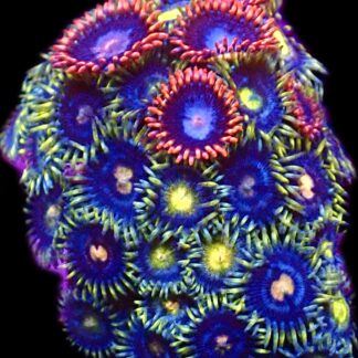 WYSIWYG Zoanthid Frag C89