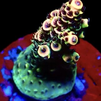 WYSIWYG 11E Pink Delight Millepora Frag