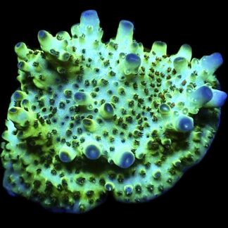 WYSIWYG 11C Tabling Berry Blast Granulosa Frag