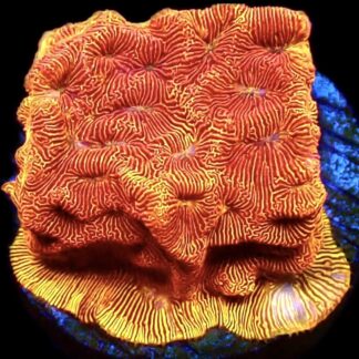 WYSIWYG 10J Jaffa Leptoseris Frag