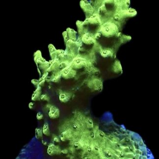 WYSIWYG 22G Green Slimer Acropora Frag