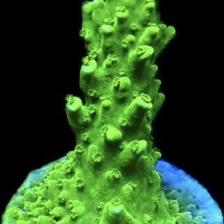 WYSIWYG 23H Green Slimer Acropora Frag