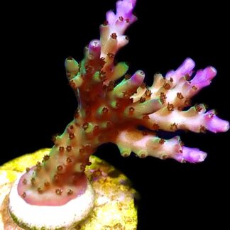 WYSIWYG 12H Pearlberry Acropora