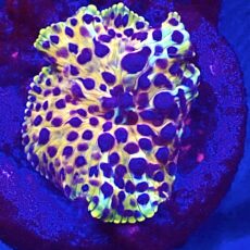 WYSIWYG A48 Ultra Discosoma Mushroom