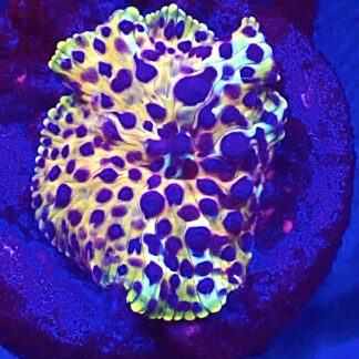 WYSIWYG A48 Ultra Discosoma Mushroom