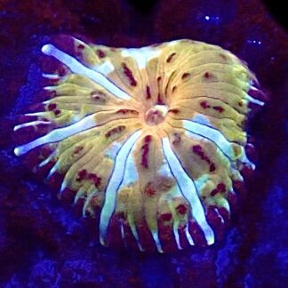 WYSIWYG A51 Ultra Discosoma Mushroom Small