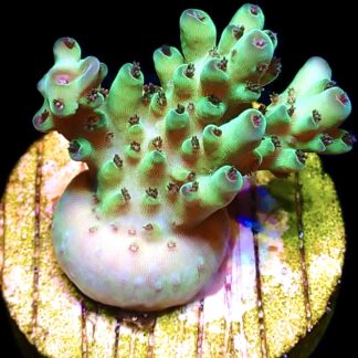WYSIWYG 9F Rainbow Acropora Granulosa Frag