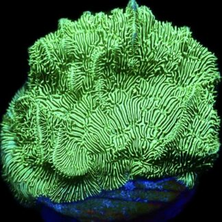 WYSIWYG 19B Ultra Metallic Scrolling Pavona Frag