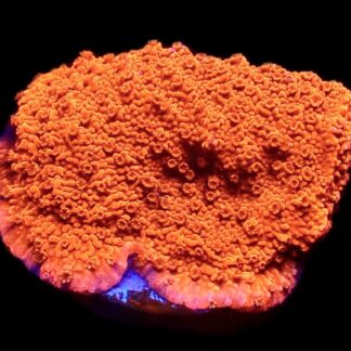 WYSIWYG M11 Sherbet Fizz Montipora Frag
