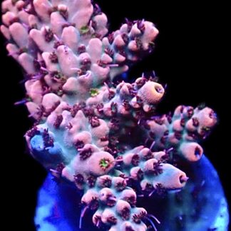 WYSIWYG 27E Raspberry Bali Shortcake Acropora Frag Large