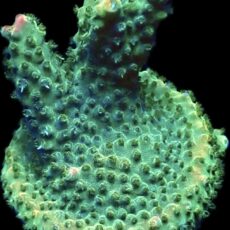 WYSIWYG 25i Krakatoa Acropora Frag