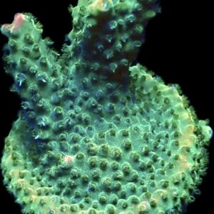 WYSIWYG 25i Krakatoa Acropora Frag