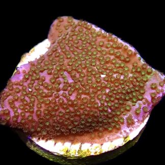 WYSIWYG M34 Pokerstar Montipora Frag