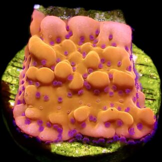 WYSIWYG 25B Brain Freeze Montipora Frag  (Rare)