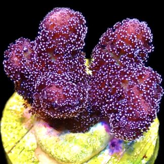 WYSIWYG 25G Cherry Cola Stylophora