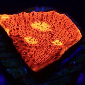 WYSIWYG 16A Jellybean Chalice