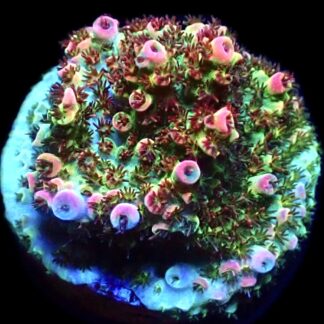 WYSIWYG 20F Bill Murray Acropora Frag