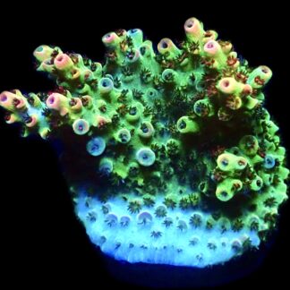 WYSIWYG 22F Bill Murray Acropora Frag