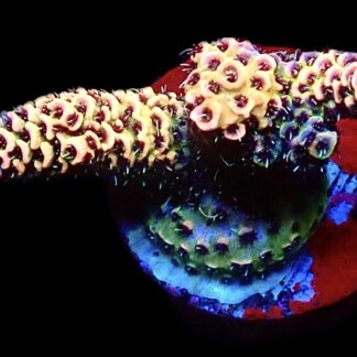 WYSIWYG 20C Pink Delight Millepora Frag