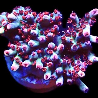 WYSIWYG 21G Dragon's Breath Acropora Frag Large   ***NEW***