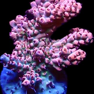 WYSIWYG 24D Raspberry Bali Shortcake Acropora Frag Extra Large