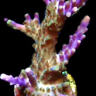 WYSIWYG 25E Magic Magenta Acropora Frag Extra Large