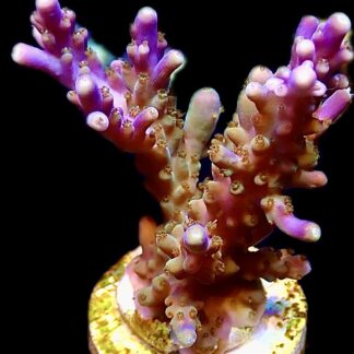 WYSIWYG 26B Magic Magenta Acropora Frag Extra Large