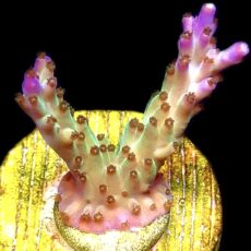 WYSIWYG 26C Pearlberry Acropora Frag