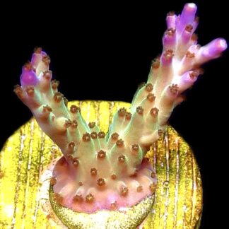 WYSIWYG 26C Pearlberry Acropora Frag