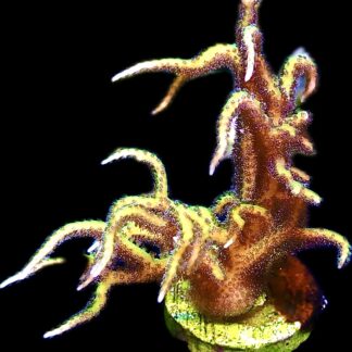 WYSIWYG 19i Limeberry Hysterix Frag Extra Large