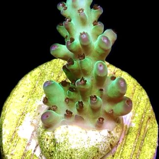 WYSIWYG 26D  Rainbow Acropora Granulosa Frag