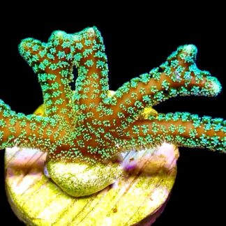 WYSIWYG 22B Fibre Optic Seriatopora Frag