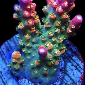 WYSIWYG 25H Rainbow Paletta Acropora