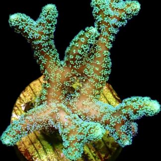 WYSIWYG 19C Fibre Optic Seriatopora Frag