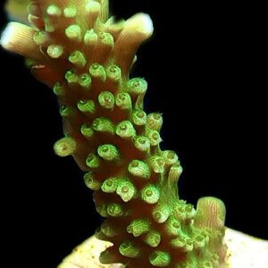 WYSIWYG 17H Bali Slimer Staghorn Acropora